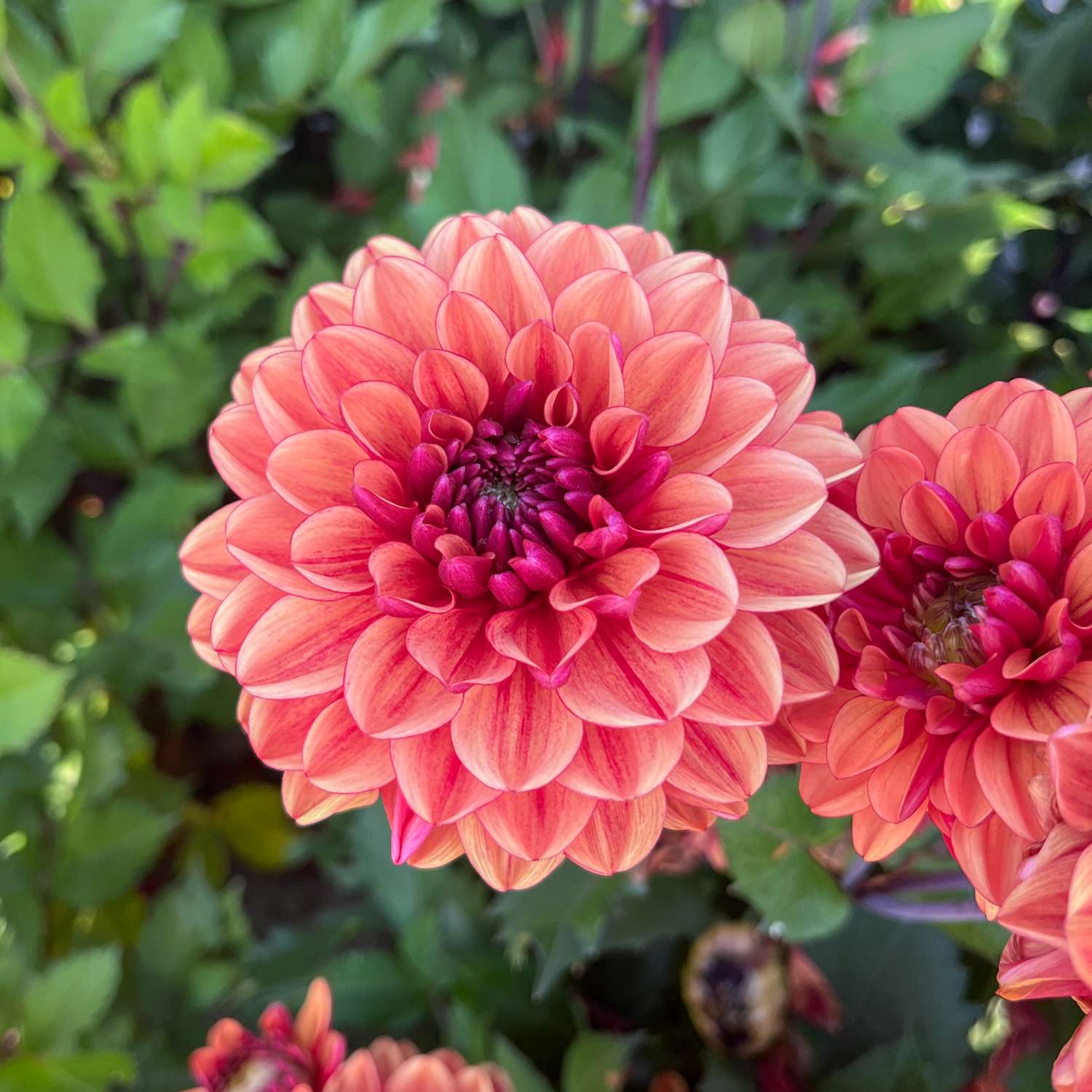 Daalia ‘Glossy Bonanza’